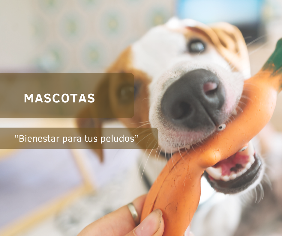 MASCOTAS